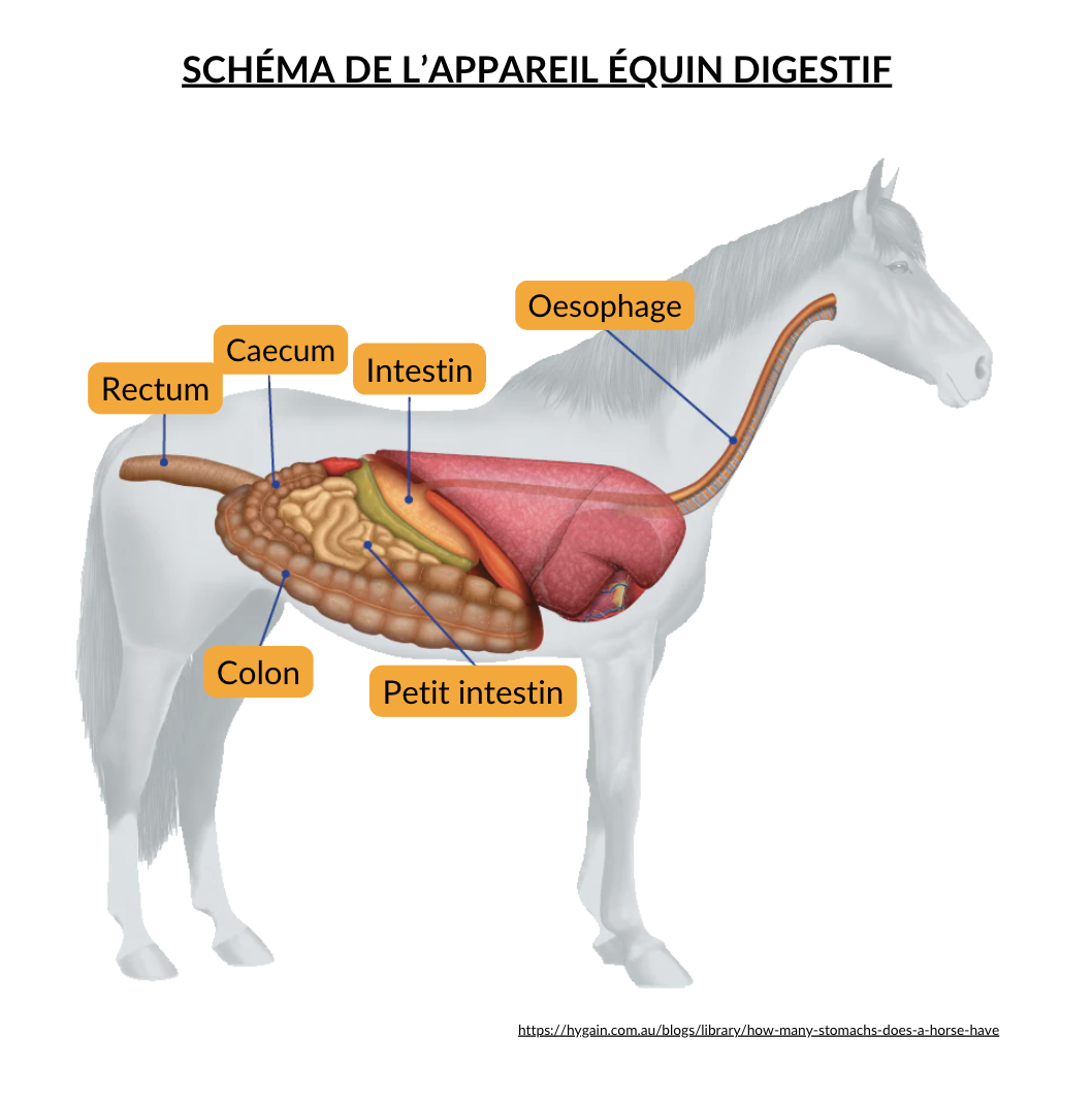 schéma appareil digestif cheval